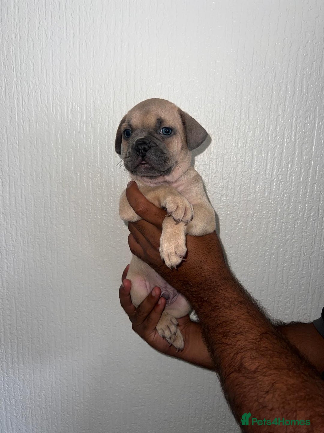 Mixed Breed dogs for sale: French bulldog X English bulldog cross breed  - Image 2