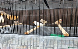 Finches birds for sale: Beautiful zebra finches - Image 5
