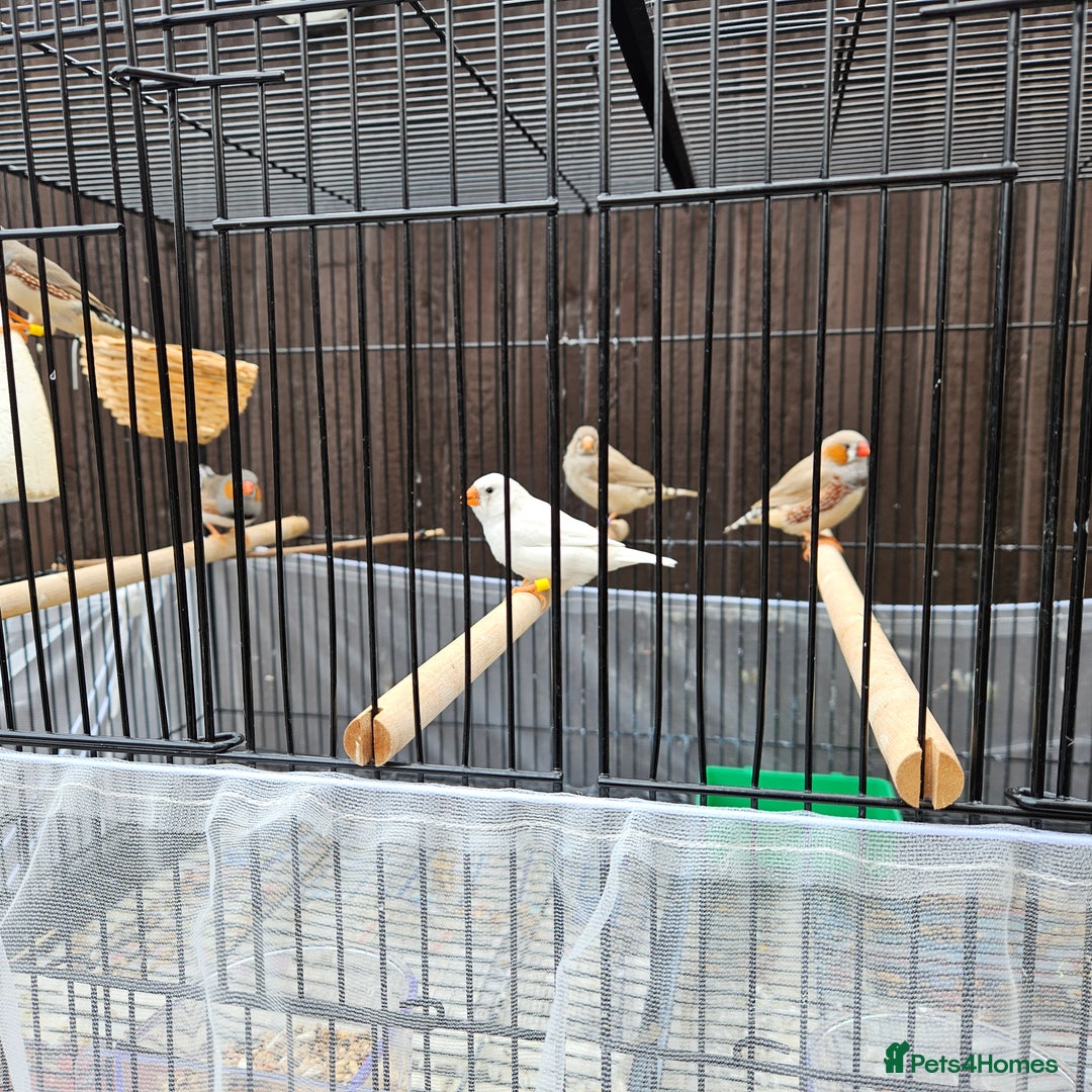 Finches birds for sale: Beautiful zebra finches - Image 5