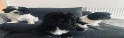 Mixed Breed dogs for sale:  Shihpoo x cavalier King Charles puppies for sale in Ramsgate - Advert 18