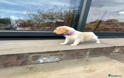 Mixed Breed dogs for sale: Beautiful Beagle X Cavapoo Puppies 🐾  - Image 11