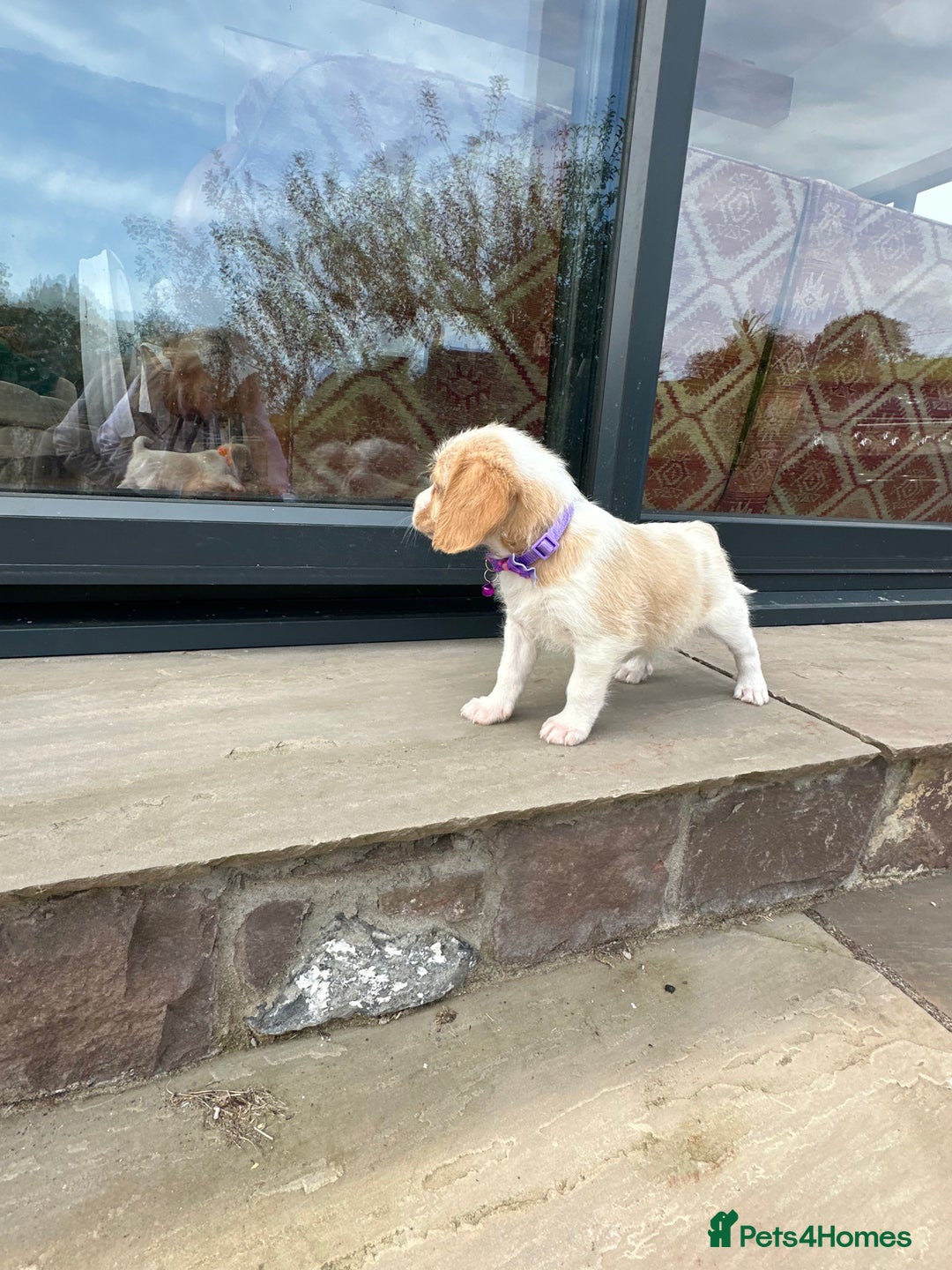 Mixed Breed dogs for sale: Beautiful Beagle X Cavapoo Puppies 🐾  - Image 11