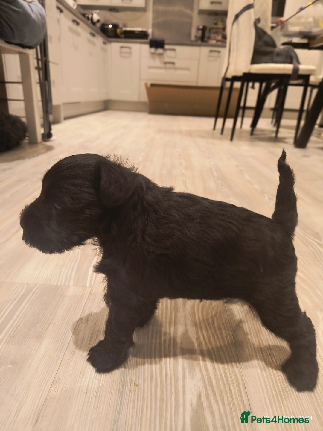 Miniature Schnauzer dogs for sale: Black Miniature Schnauzer Puppy – Girl Available - Advert 9