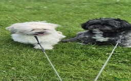 Lhasa Apso dogs for sale: Lhasa Apso Girl - Image 3