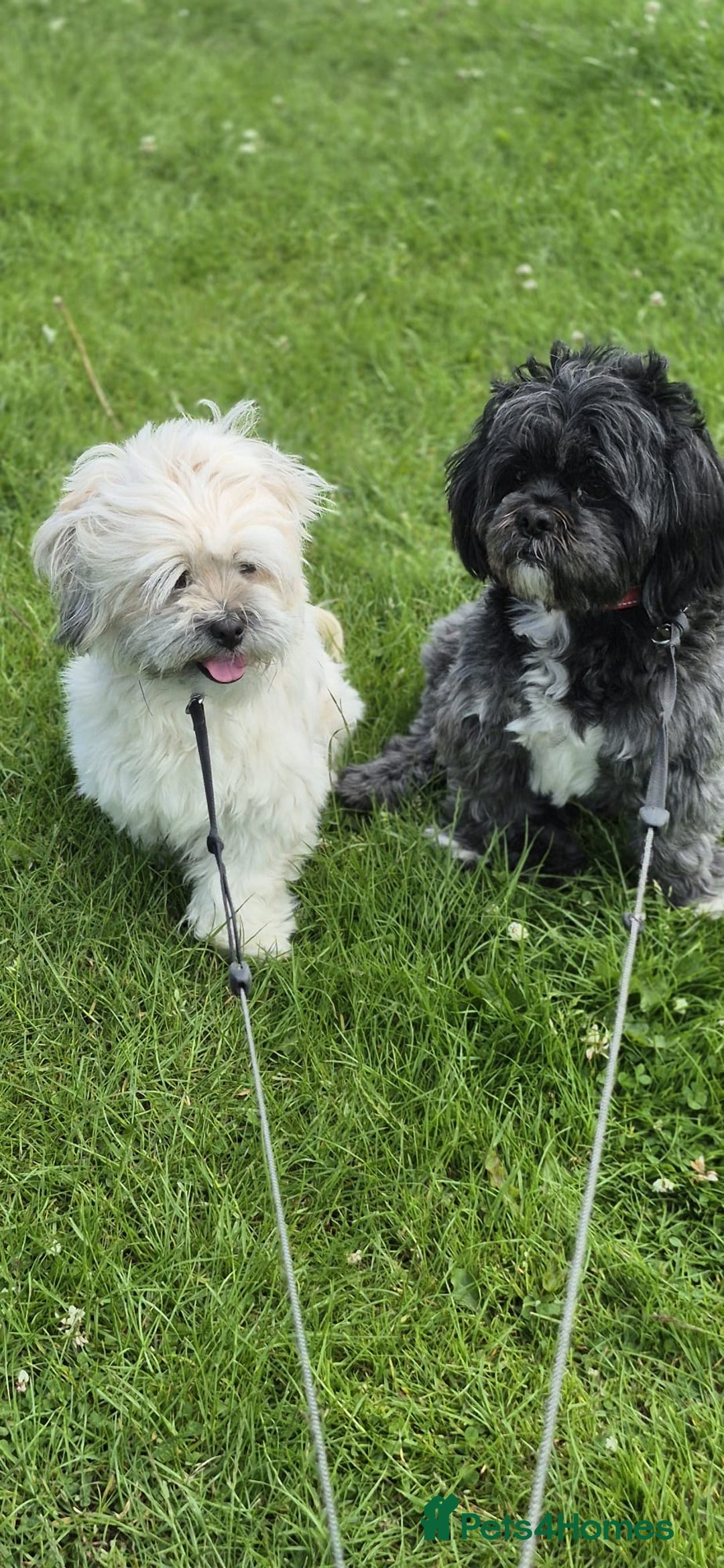 Lhasa Apso dogs for sale: Lhasa Apso Girl - Image 3