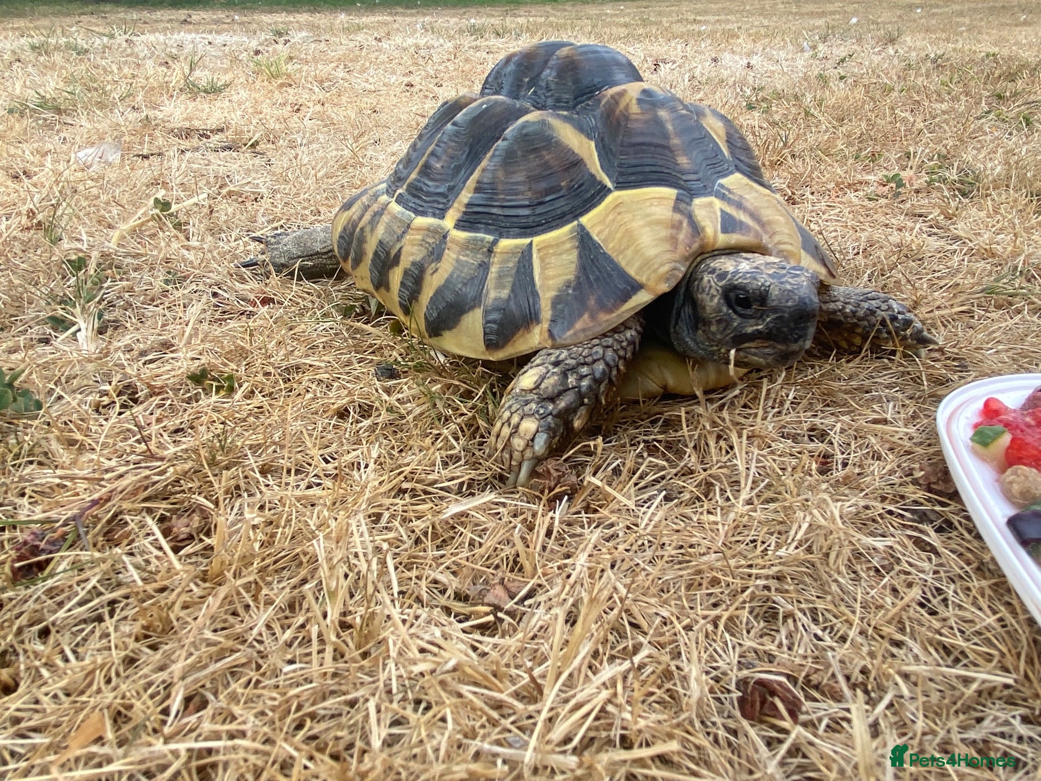 Tortoise reptiles Female Herman’s Tortoise  - Advert 1