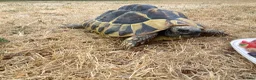 Tortoise reptiles for sale: Female Herman’s Tortoise  in Haywards Heath - Advert 1