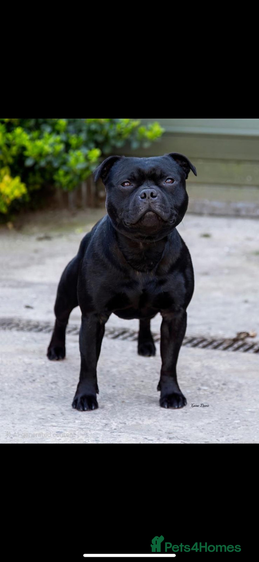 Staffordshire Bull Terrier dogs for sale: blue / black staffordshire bull terrier KC Pups - Advert 3