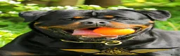 Rottweiler dogs for stud: SUPERB TOP QUALITY KCROTTWEILER FOR STUD **(ACE)** - Advert 5