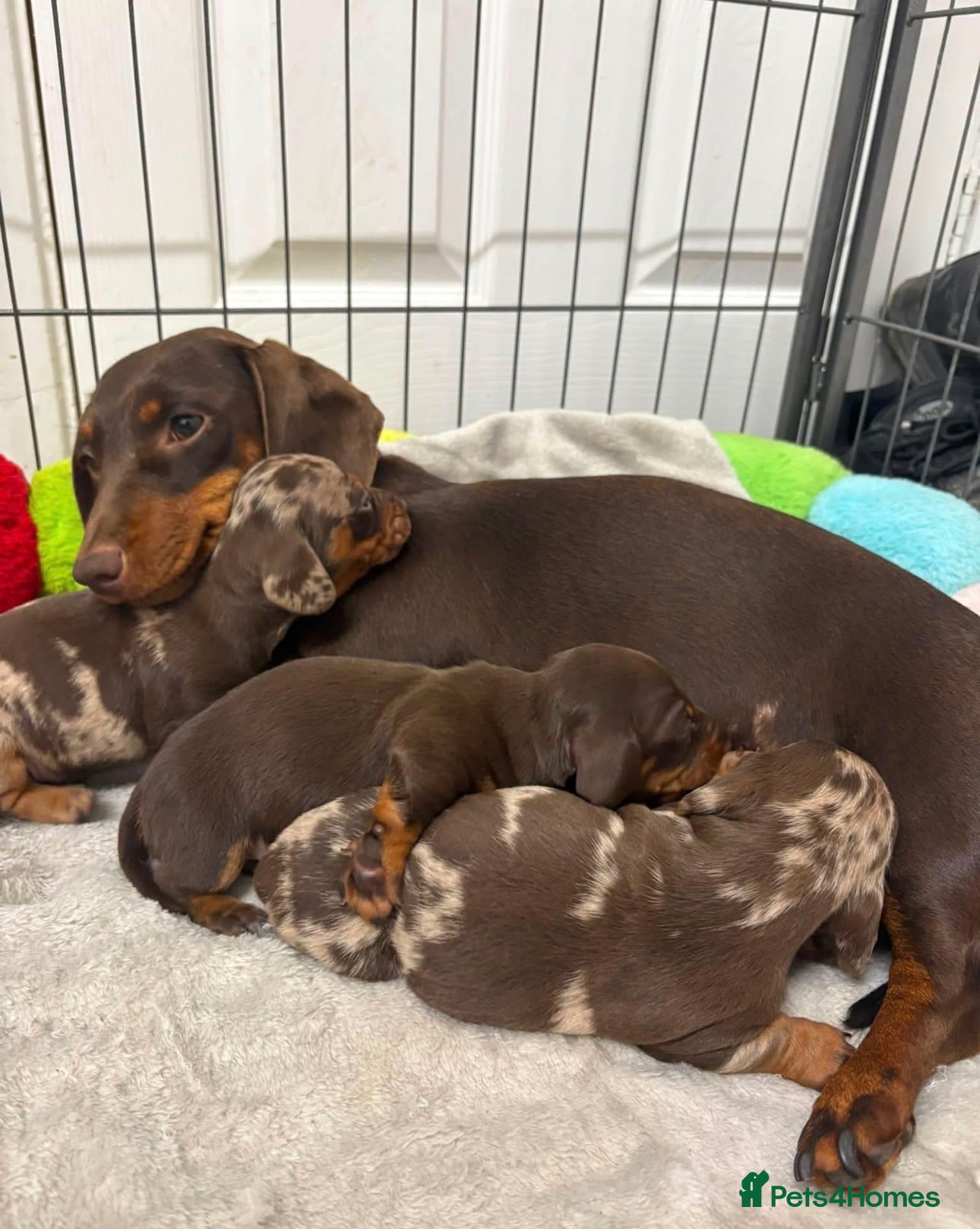 Miniature Dachshund dogs Miniature dachshunds  - Advert 1