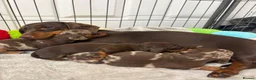 Miniature Dachshund dogs for sale: Miniature dachshunds  in Spennymoor - Advert 1