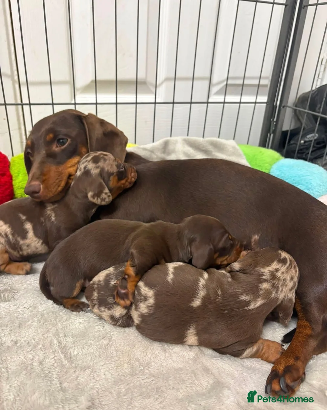 Miniature Dachshund dogs for sale: Miniature dachshunds  in Spennymoor - Advert 1