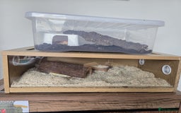 Snake reptiles for sale: Two Snakes for sale - Image 3