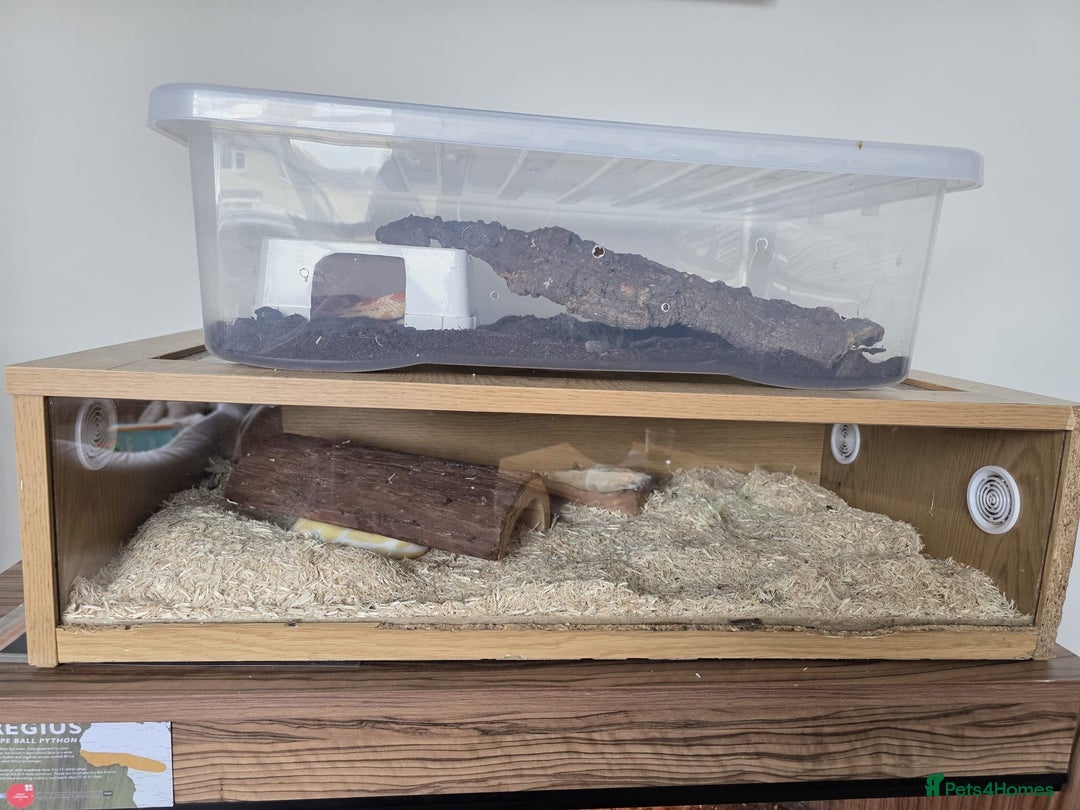 Snake reptiles for sale: Two Snakes for sale - Image 3