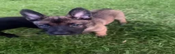 Belgian Shepherd Dog dogs for sale: !!1 LEFT!!Belgian malinios puppy - Advert 8