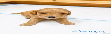 Poochon Puppy 3