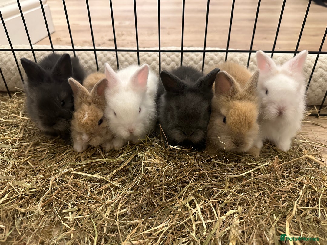 Lionhead rabbits for sale: 2 Gorgeous Fluffy Double Maned Lionheads - Advert 1
