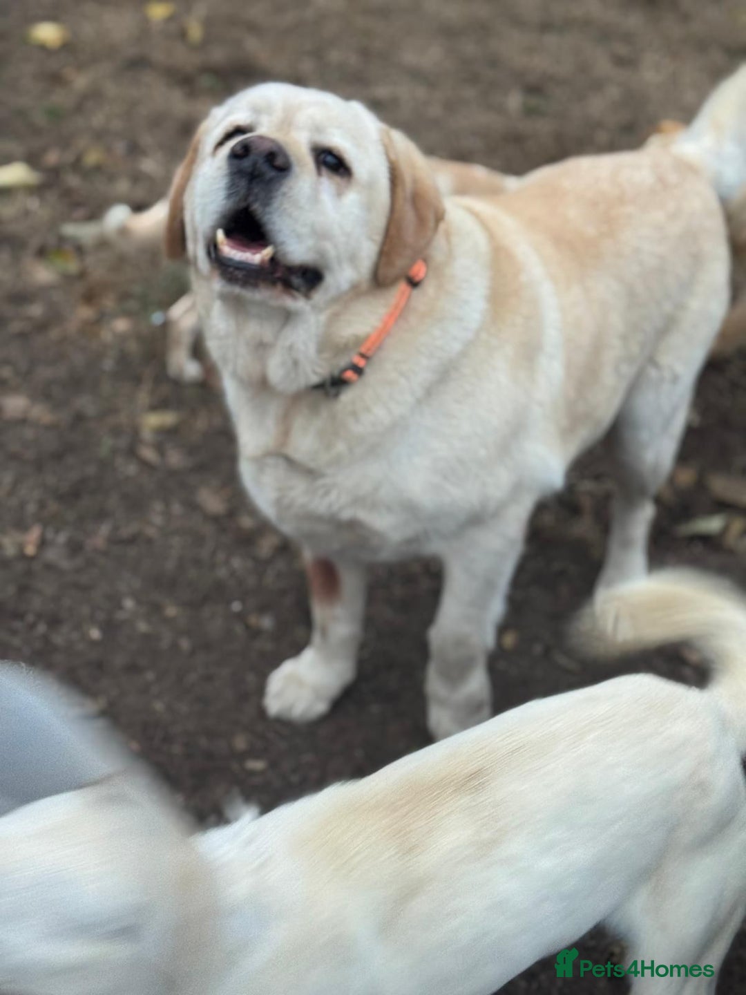 Labrador Retriever dogs for adoption: Gorgeous Trevor seeking a home - Advert 6
