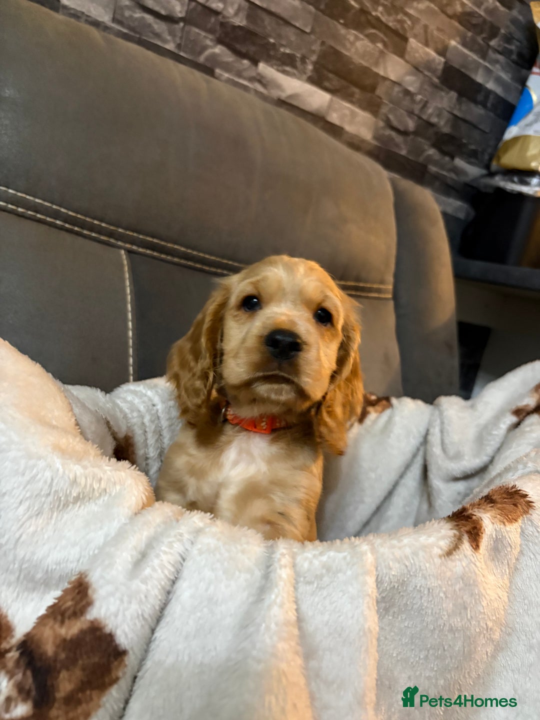 Cocker Spaniel dogs for sale: Show type cocker spaniel  - Advert 3