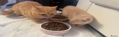 British Shorthair 5