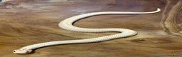 Snake reptiles for sale: Western hognose (albino superconda) - Advert 2