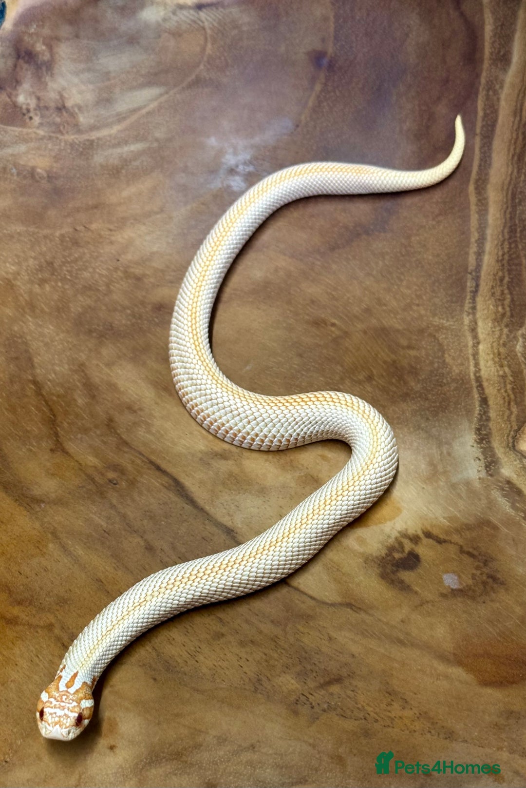 Snake reptiles for sale: Western hognose (albino superconda) - Advert 2