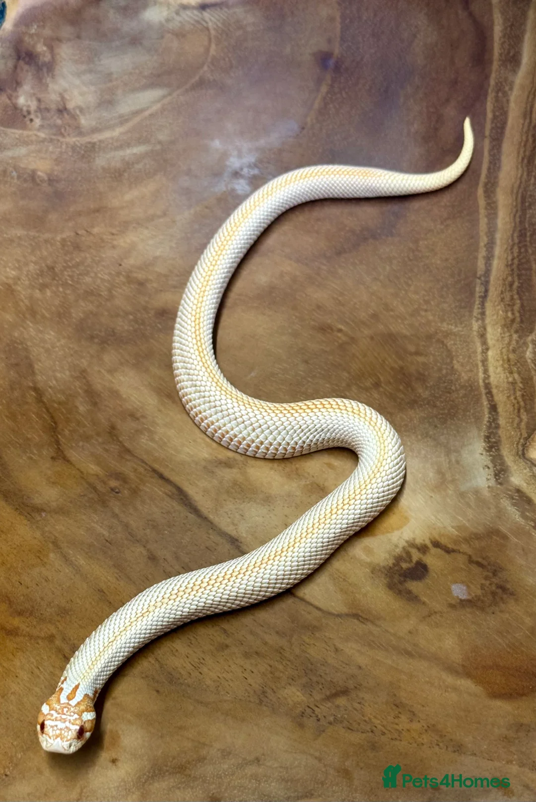 Snake reptiles for sale: Western hognose (albino superconda) - Advert 2