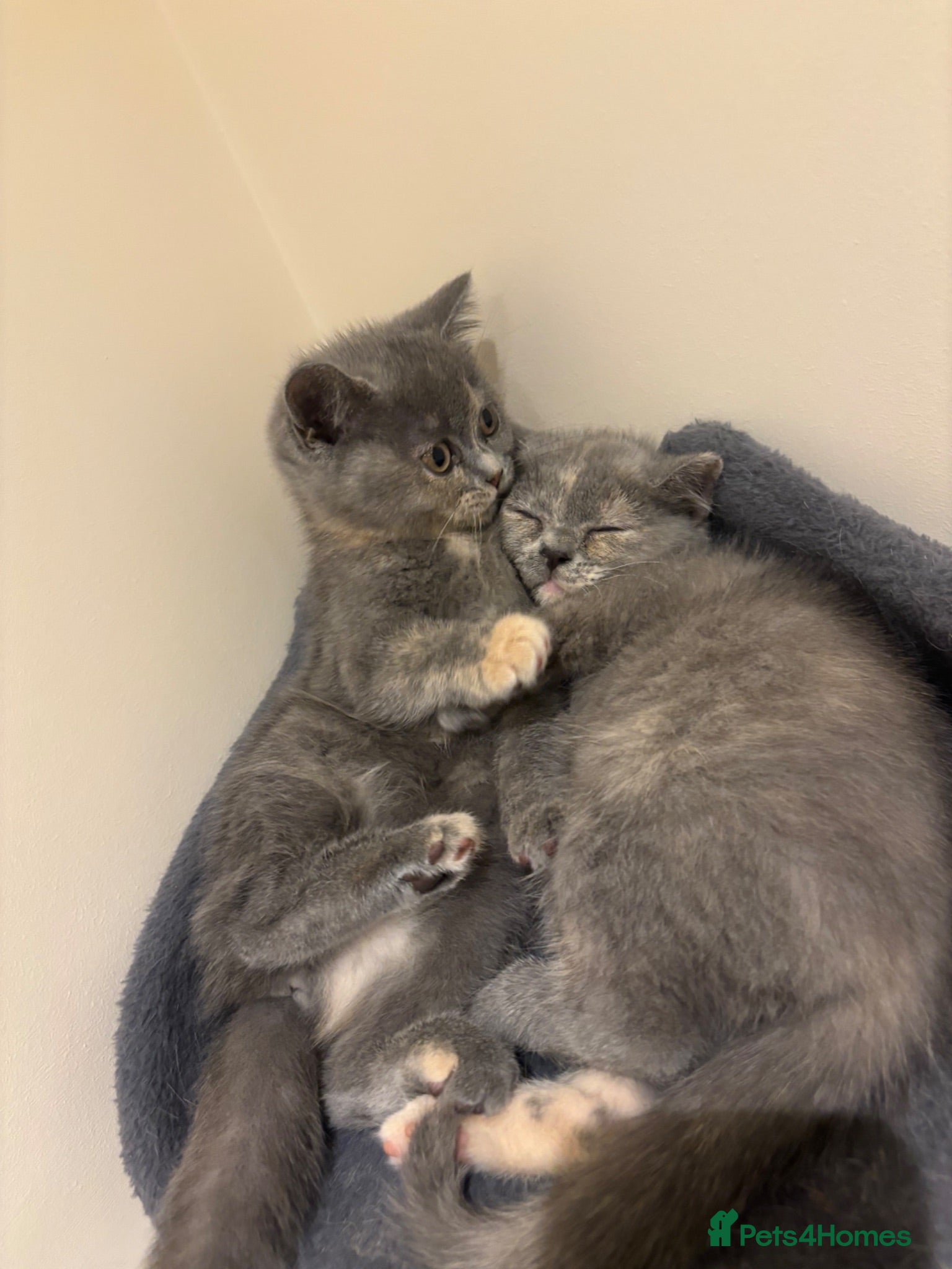 British Shorthair cats Ready now british shorthair kittens - Advert 18