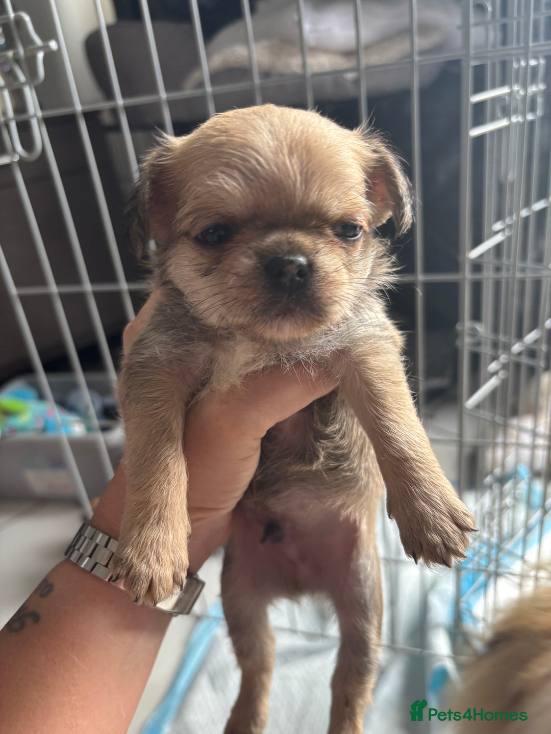 Mixed Breed dogs for sale: 6 beautiful puppies for sale, 3 female and 3 male - Image 25