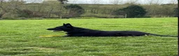 German Shepherd dogs for sale: Elite DDR German Shepherd - World-Class Pedigree  - Advert 14