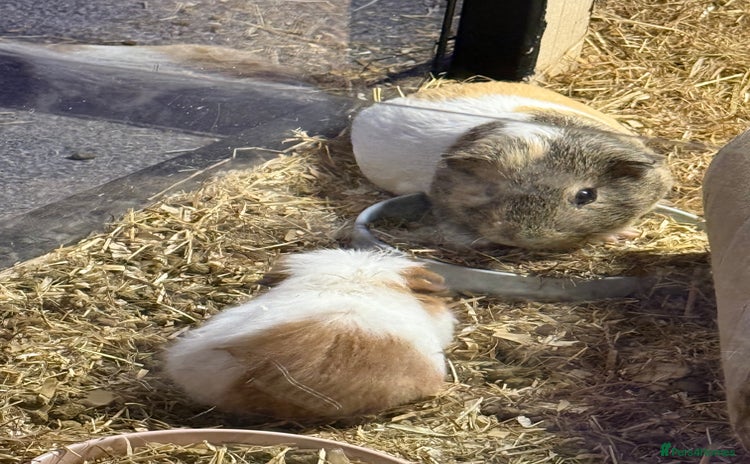 Guinea Pig rodents - Advert 15