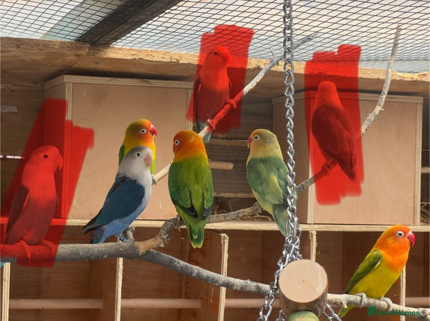 Lovebirds birds - Advert 9