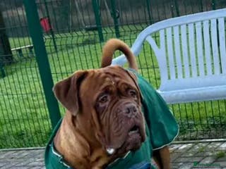 Dogue De Bordeaux dogs Big Dougie - Advert 2