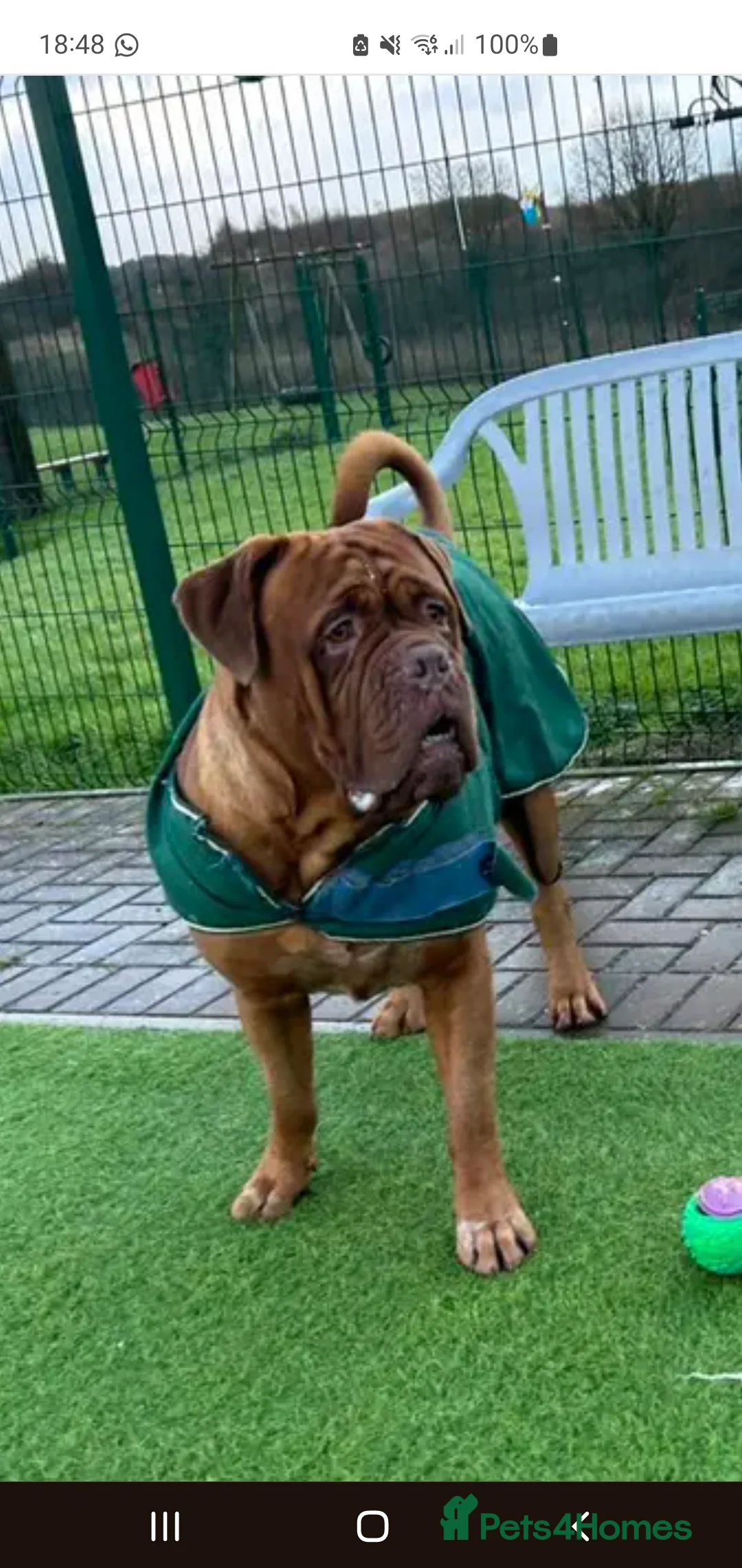 Dogue De Bordeaux dogs for stud: Big Dougie - Advert 1