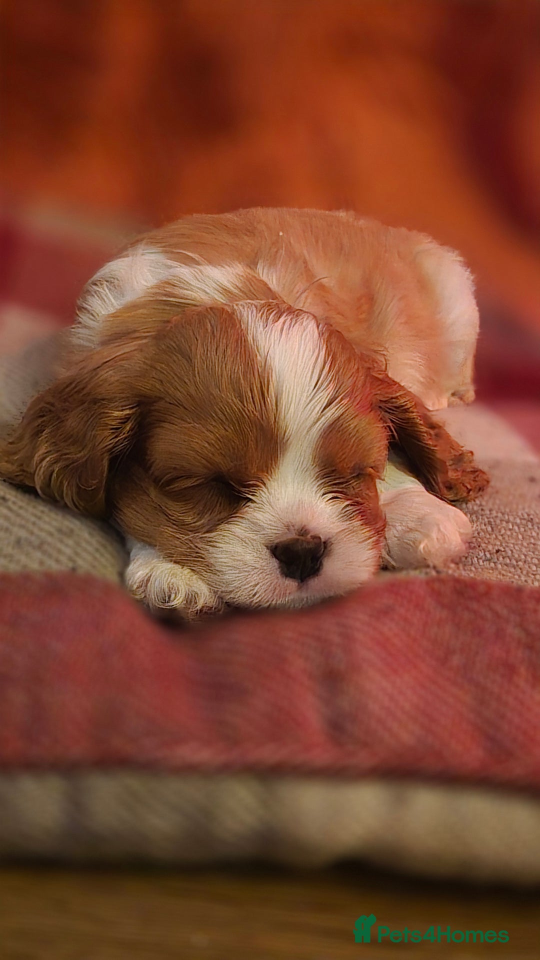 Cavalier King Charles Spaniel dogs for sale: Cavalier Puppies (Health tested perants) - Image 1