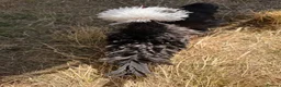 Chickens poultry for sale: Silkie hens and polish frizzle bantam rooster.   in Camborne - Advert 8
