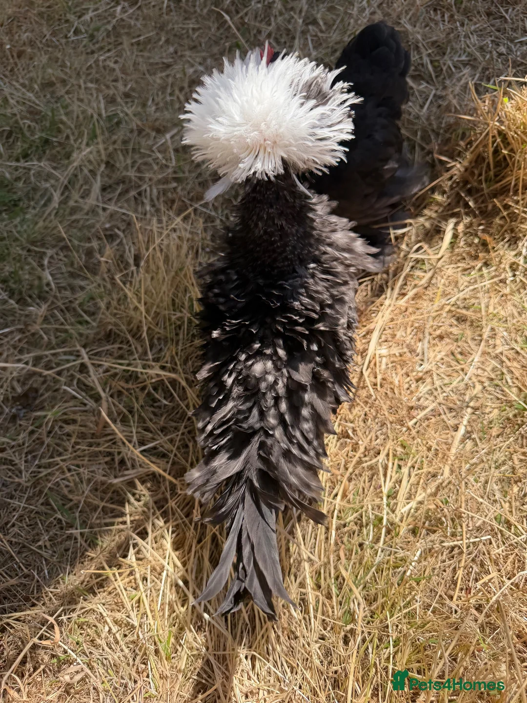 Chickens poultry for sale: Silkie hens and polish frizzle bantam rooster.   in Camborne - Advert 8