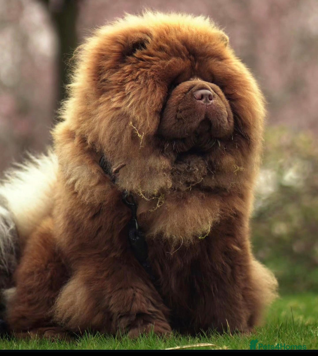 Chow Chow dogs for stud: A truly One of kind KC Chocolate Chow for stud - Advert 7