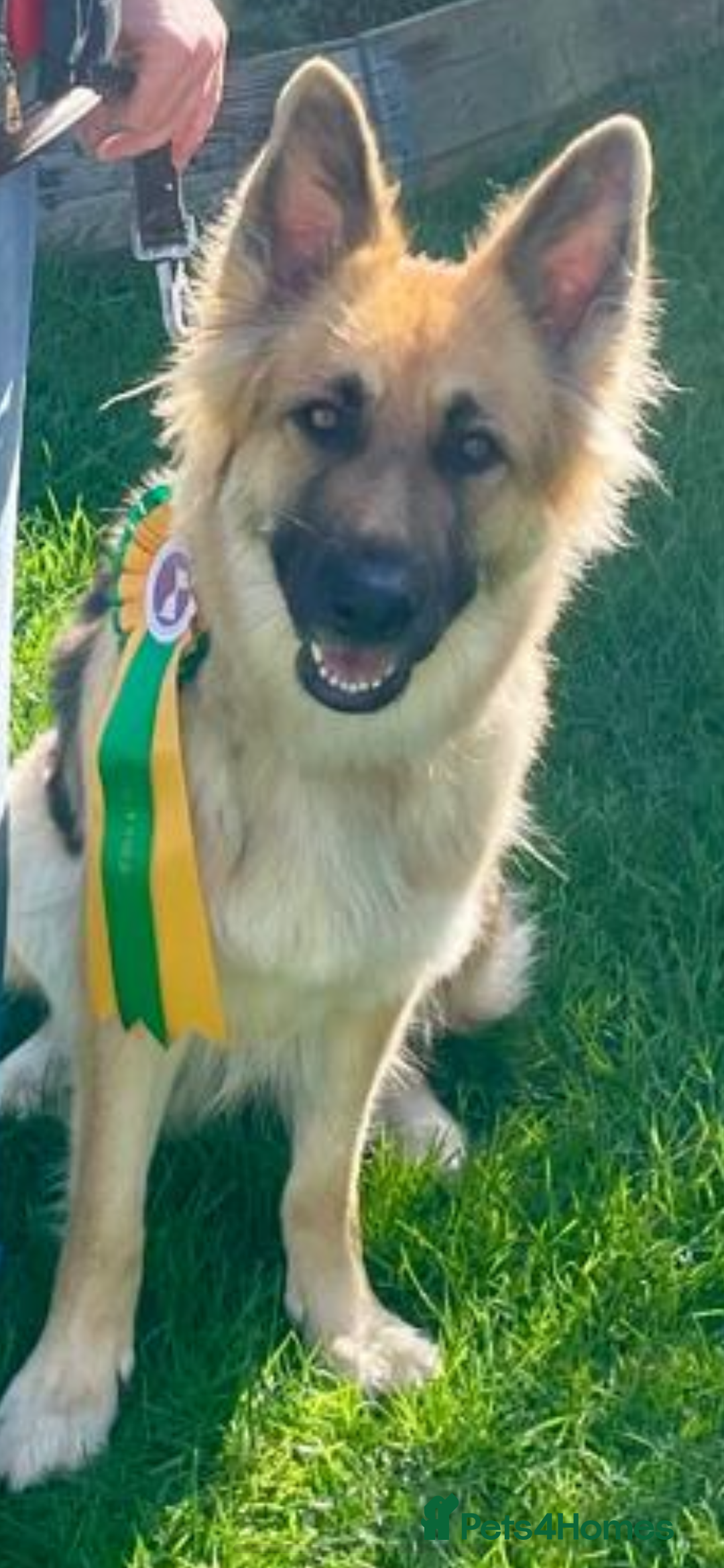 German Shepherd dogs for sale: Adorable GSD pups, straight back line, KC reg - Image 18