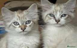 Siberian cats for sale: Two male  Siberian kittens - Image 8