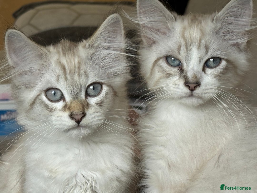 Siberian cats for sale: Two male  Siberian kittens - Image 8