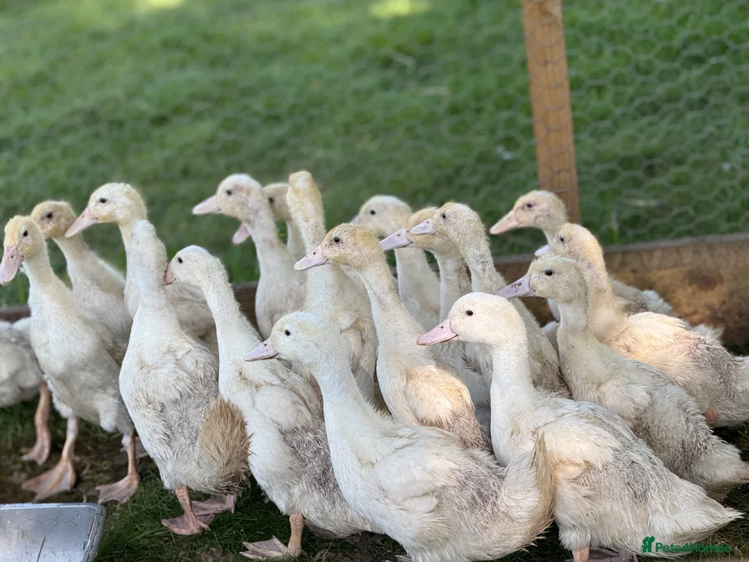 Ducks poultry for sale: White Campbell/Cherry Vally/Aylsburys  in Spalding - Advert 5