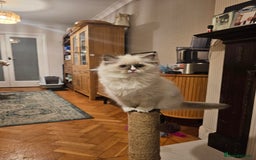 Ragdoll cats for sale: Adorable Kittens Looking for Their Forever Home - Image 15