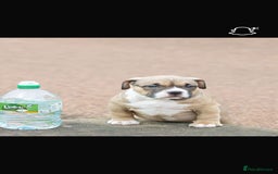 American Bully dogs for sale: RemmyXHienz litter 6 beautiful puppies  - Image 3