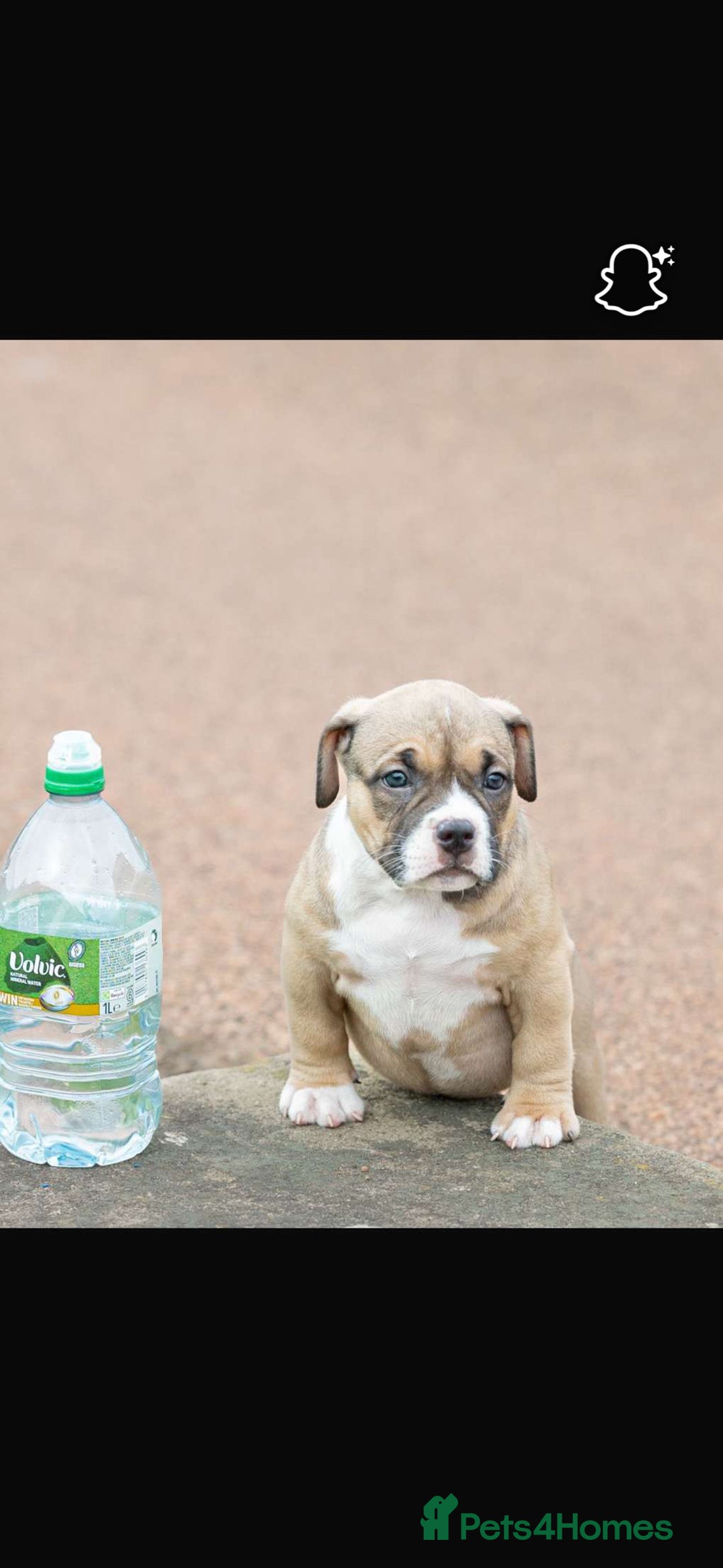 American Bully dogs for sale: RemmyXHienz litter 6 beautiful puppies  - Image 3