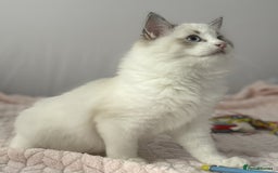 Ragdoll cats for sale: Playful Pedigree Ragdoll Kittens Available - Image 8