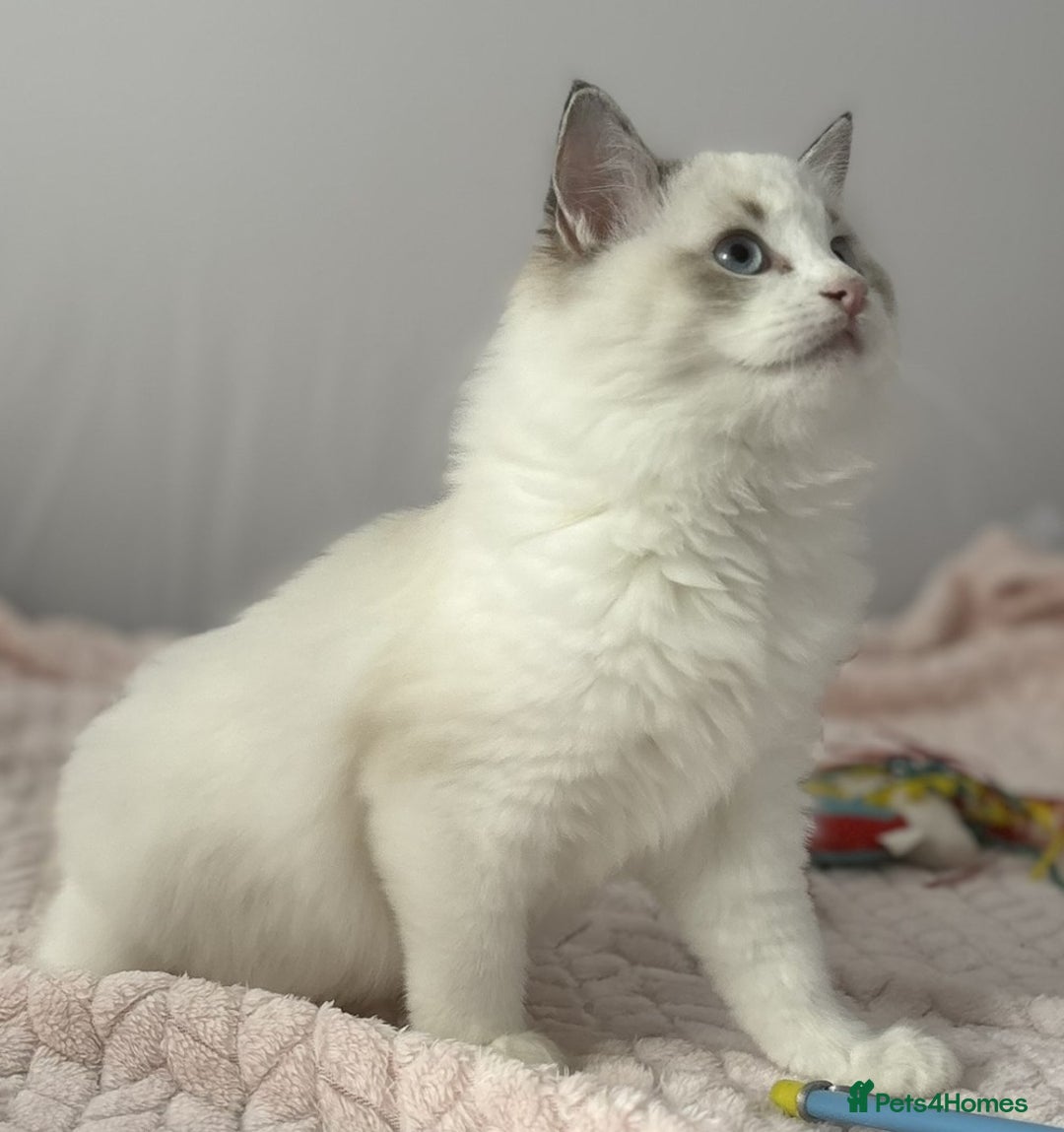 Ragdoll cats for sale: Playful Pedigree Ragdoll Kittens Available - Image 8