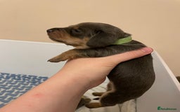 Miniature Dachshund dogs for sale: Miniature dachshund pups  - Image 4
