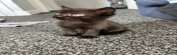 Mixed Breed cats for sale: Kitten 🐾🏡 - Advert 2