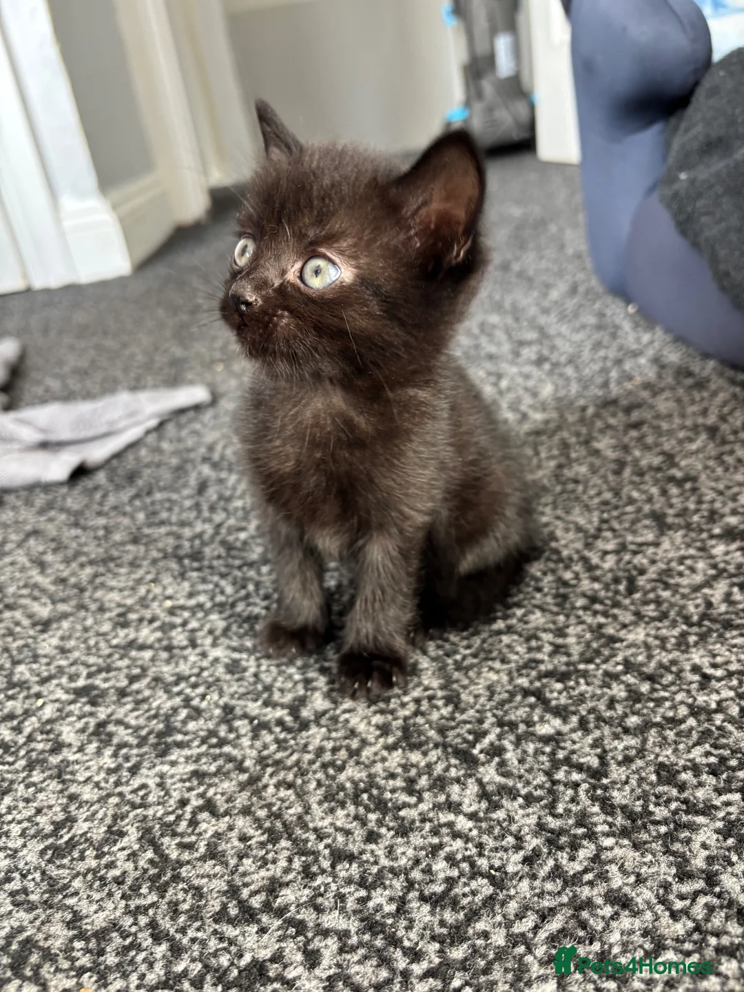 Mixed Breed cats for sale: Kitten 🐾🏡 - Advert 2